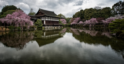 Cherry Blossoms, Heian Shrine, Kyoto, Japan - 2014
